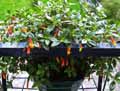Justicia rizzinii, Justicia pauciflora, Justicia floribunda