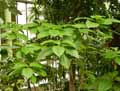 Megaspekasma erythrochlamis