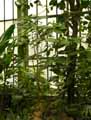 Megaspekasma erythrochlamis