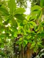 Acanthaceae-Megaspekasma-erythrochlamis-Manteau-rouge-du-Bresil-Justicia-rouge.jpg
