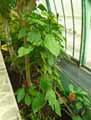 Pachystachys coccinea