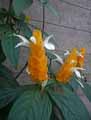 Pachystachys lutea