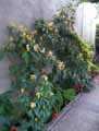 Pachystachys lutea