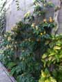 Pachystachys lutea