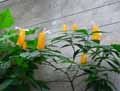 Pachystachys lutea