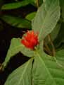 Acanthaceae-Ruellia-chartacea-Ruellia.jpg