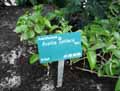Acanthaceae-Ruellia-solitaria-Ruelie-solitaire.jpg