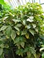 Acanthaceae-Sanchezia-longiflora-Sanchezia.jpg