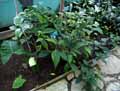 Acanthaceae-Strobilanthes-coloratus-Strobilanthe-coloree.jpg