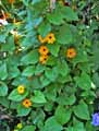 Thunbergia alata