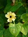 Thunbergia alata