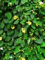 Thunbergia amulesi