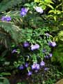 Thunbergia erecta
