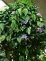 Thunbergia grandiflora