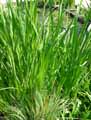 Acorus gramineus