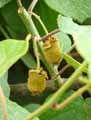 Actinidia chinensis