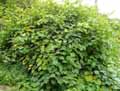 Actinidia chinensis