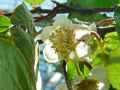 Actinidia deliciosa