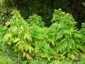 Sambucus ebulus
