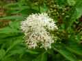 Sambucus ebulus