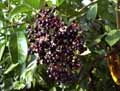 Sambucus nigra