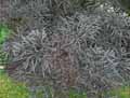 Sambucus nigra Black Lace