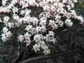 Sambucus nigra Black Lace