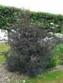 Sambucus nigra Black Lace