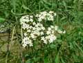 Sambucus nigra Linearis