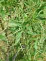 Sambucus nigra Linearis
