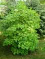 Adoxaceae-Sambucus-nigra-Marmonata-Sureau-noir-a-feuilles-decoupees.jpg