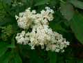 Adoxaceae-Sambucus-nigra-Sureau-noir.jpg