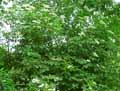 Adoxaceae-Sambucus-nigra-Variegata-Sureau-noir.jpg