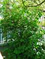 Viburnum bitchiuense