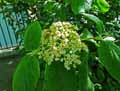 Viburnum bitchiuense
