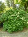 Viburnum carlesii