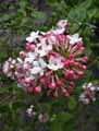 Viburnum carlesii