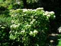 Viburnum dilatatum