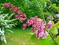 Viburnum grandiflorum