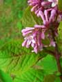 Viburnum grandiflorum