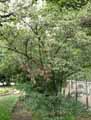 Viburnum henryi