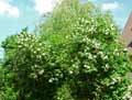 Viburnum opulus
