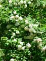 Viburnum opulus