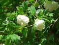 Viburnum opulus