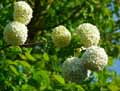 Viburnum opulus