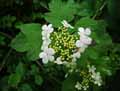 Viburnum opulus