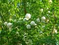 Viburnum opulus