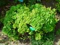 Viburnum opulus Nanum David