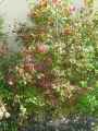 Viburnum opulus roseum