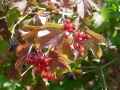 Viburnum opulus roseum